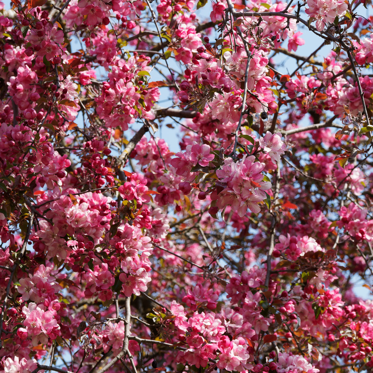 Zierapfel Liset - Malus 'liset' - Bakker