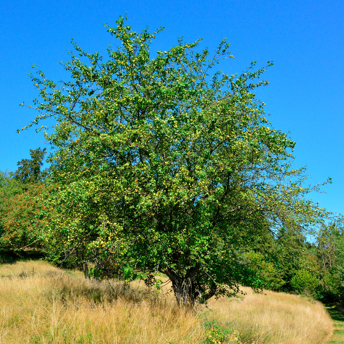 Malus sylvestris - Holzapfel - Zierapfel