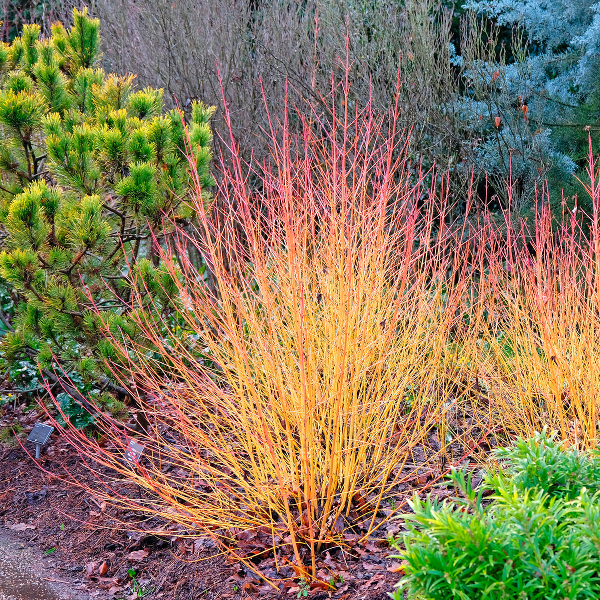Blutroter Hartriegel Midwinter Fire