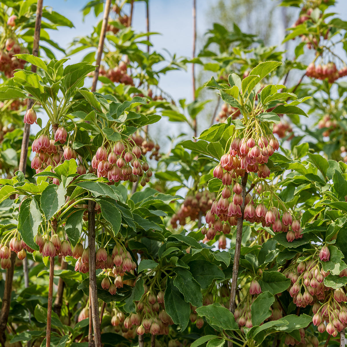 Enkianthus campanulatus red bells - Glocken-Andromede ‘Red Bells’ - Balkonblumen