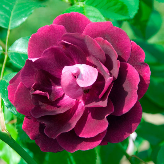 Rosenstrauch Burgundy Ice ® - Bakker
