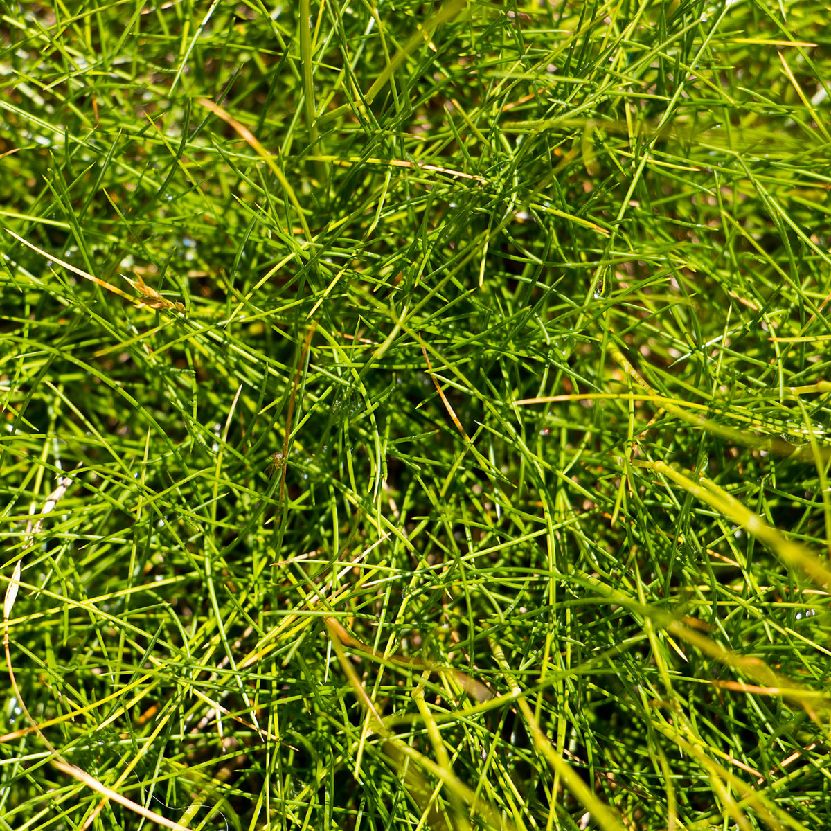 Schwingel - Bärenfell Schwingel - Festuca gautieri (scoparia)