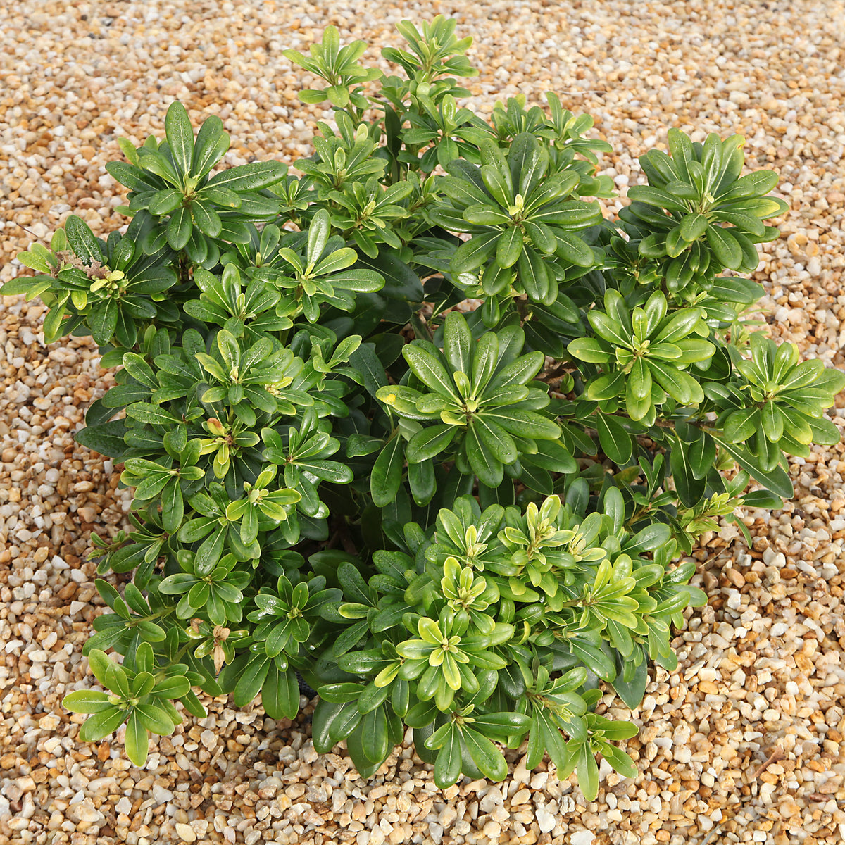 Klebsame ‘Nana’ - Pittosporum tobira Nana - Bakker