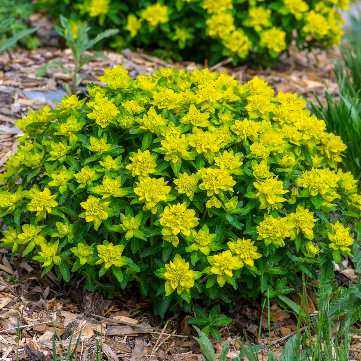Euphorbia polychroma - Gold-Wolfsmilch - Wolfsmilch