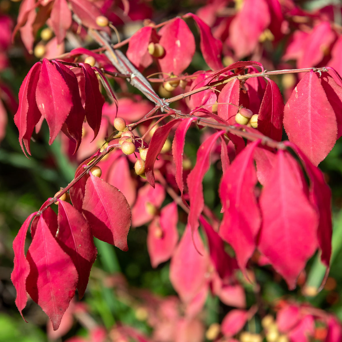 Pfaffenhütchen - Euonymus phellomanus - Bakker