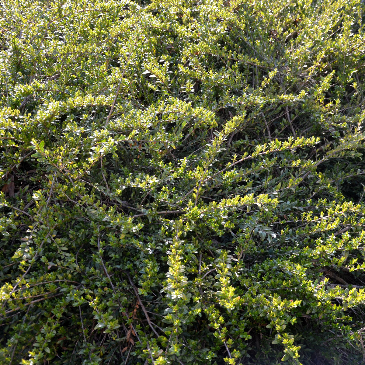 Böschungsmyrte Moss Green - Bakker