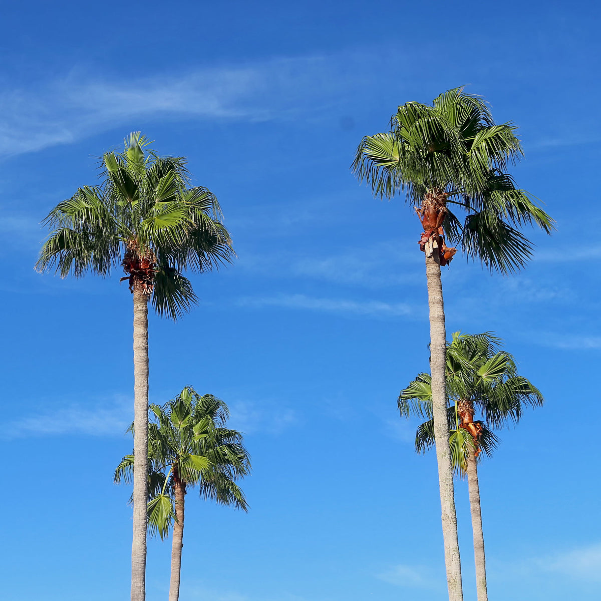 Washingtonia robusta - Mexikanische Fächerpalme - Palmen