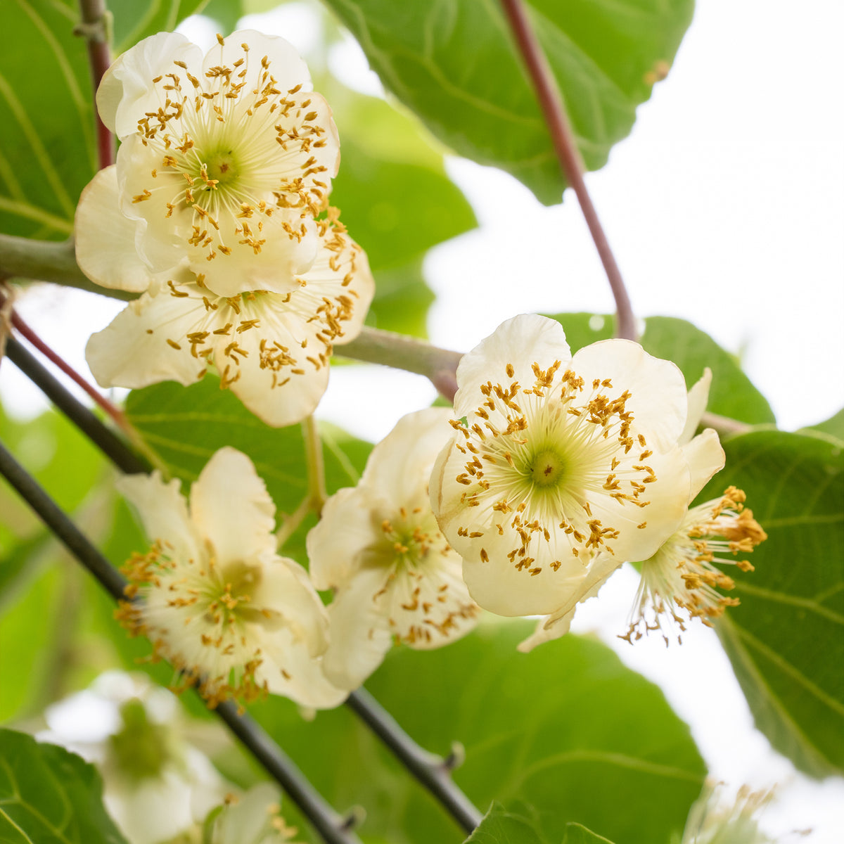 Kiwi-Duo ‘Hayward’ (weiblich + männlich)