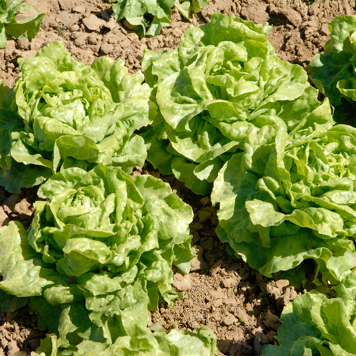 Kopfsalat Novappia (x6) - Lactuca sativa 'novappia' - Bakker