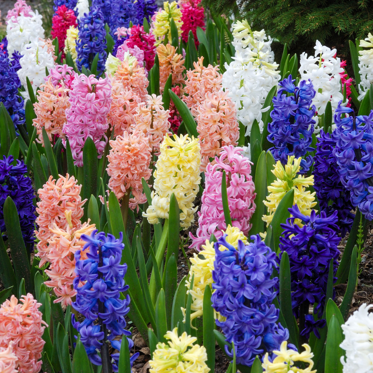 Hyazinthen Mischung - Hyacinthus orientalis - Bakker