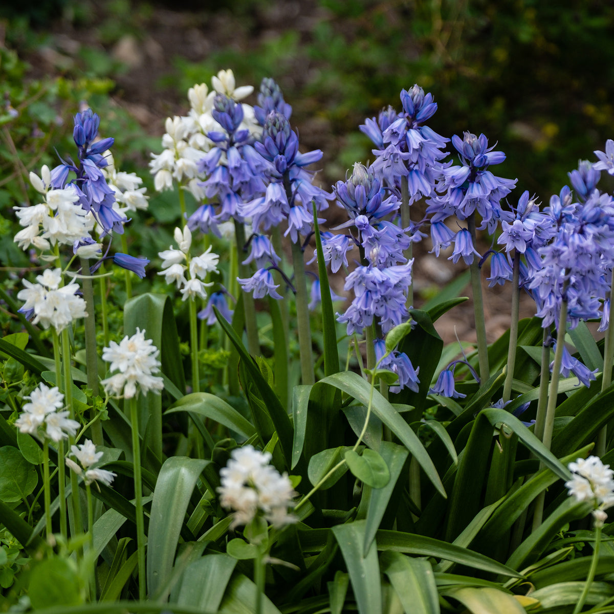 Spanische Glocken Scilla Mischung (x5)