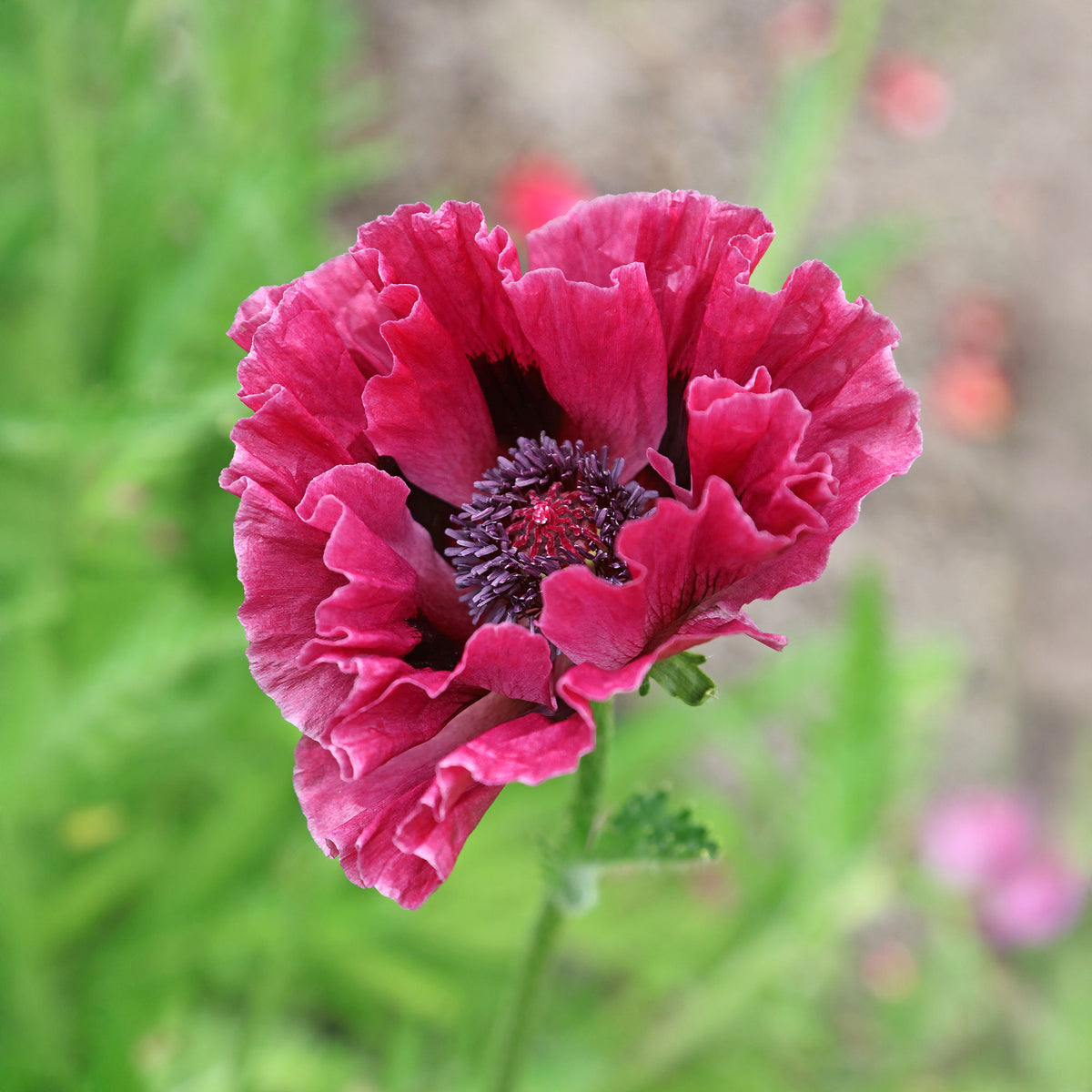 Orientalischer Mohn Manhattan (x3) - Bakker
