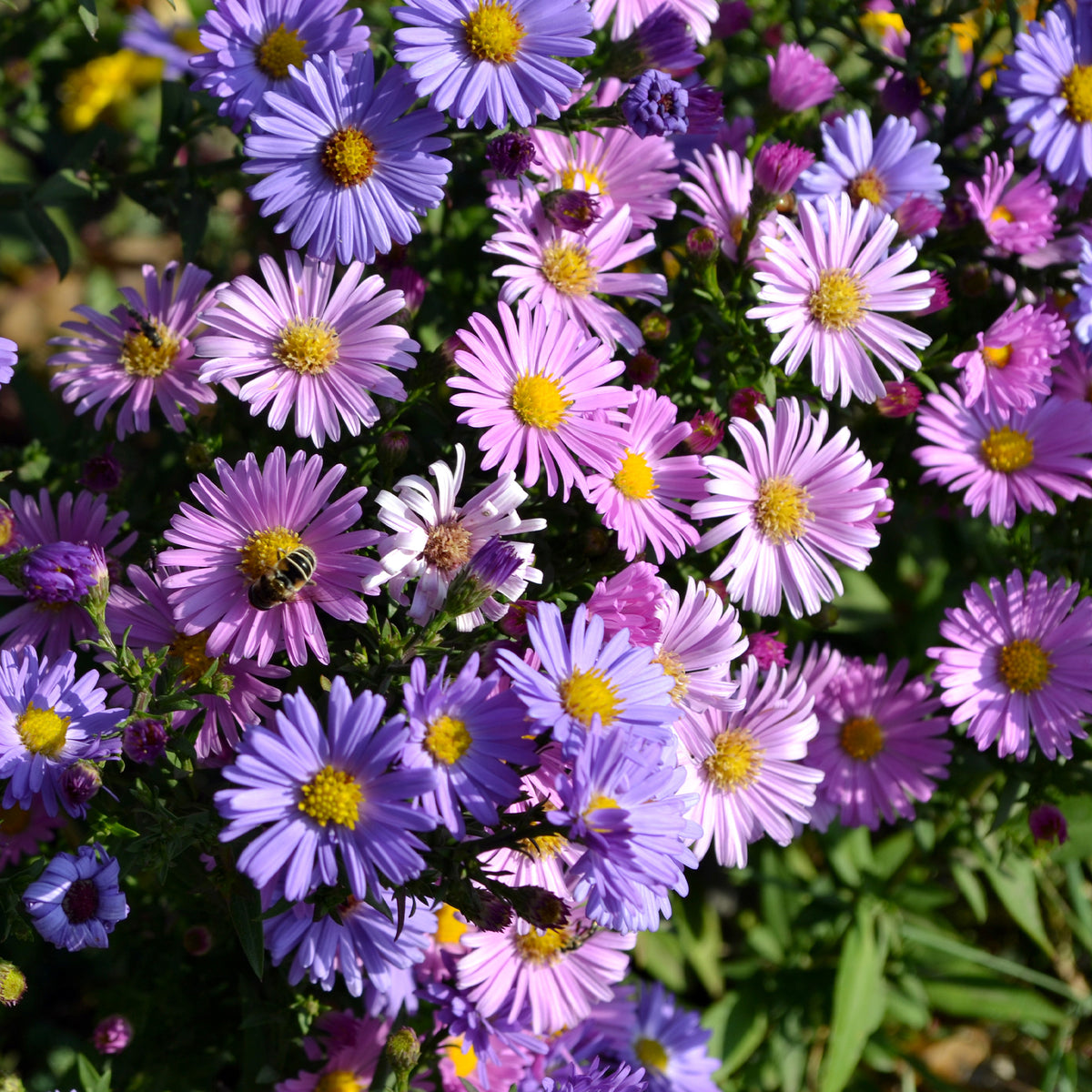 Alpenaster Mischung - Bakker