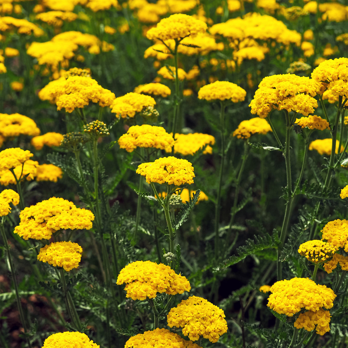 Verkauf Schafgarbe ‘Cloth of Gold’ - Achillea filipendulina Cloth of Gold