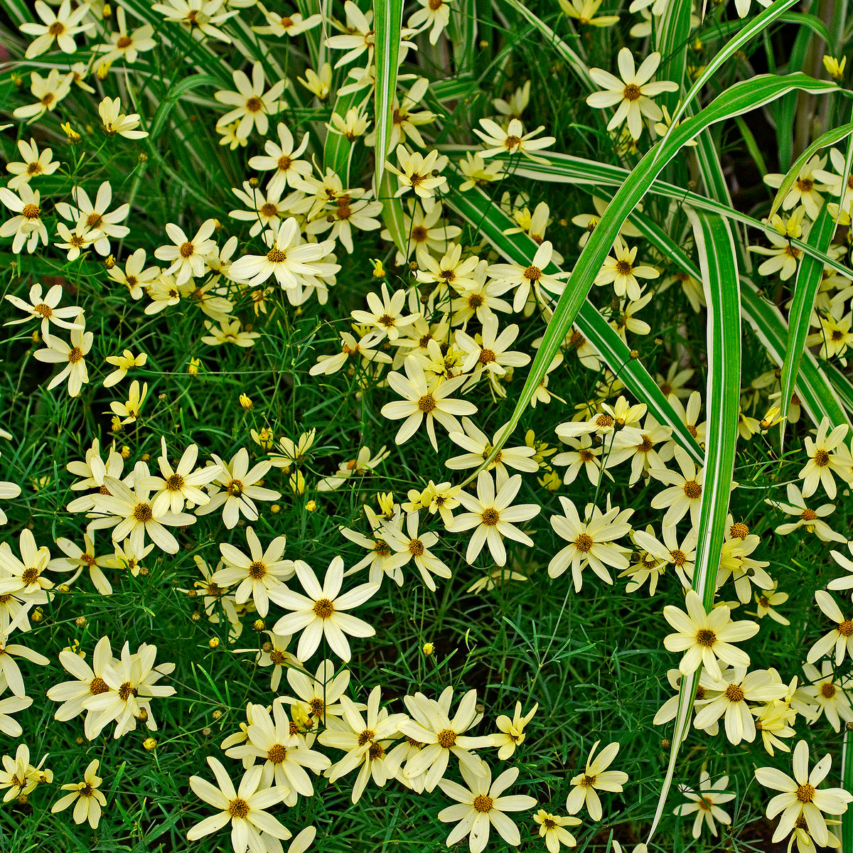 Coreopsis verticillata Moonbeam - Netzblatt Schönauge Moonbeam - Mädchenauge
