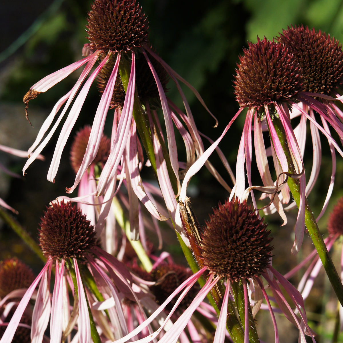 Blasser Sonnenhut Hula Dancer - Echinacea pallida Hula Dancer - Bakker