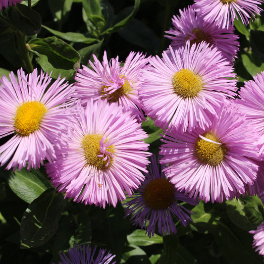 Spanisches Gänseblümchen ‘Rosa Jewel’ - Bakker