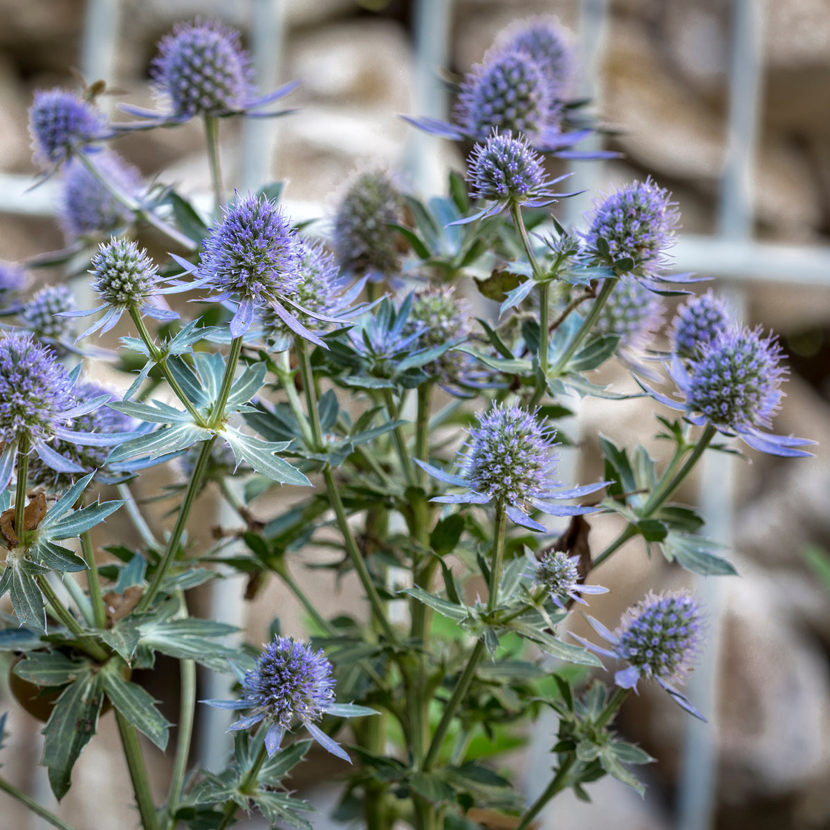 Mannstreu 'Blauer Zwerg' - Bakker