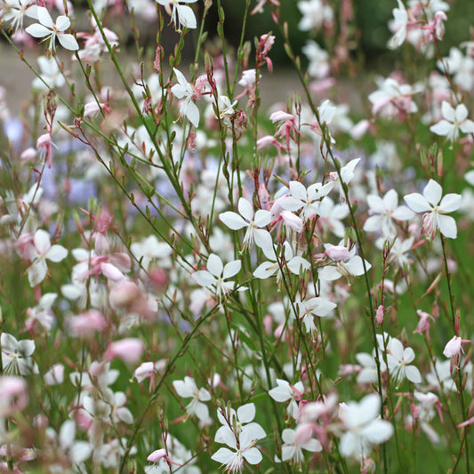 Prachtkerze Summer Breeze - Bakker