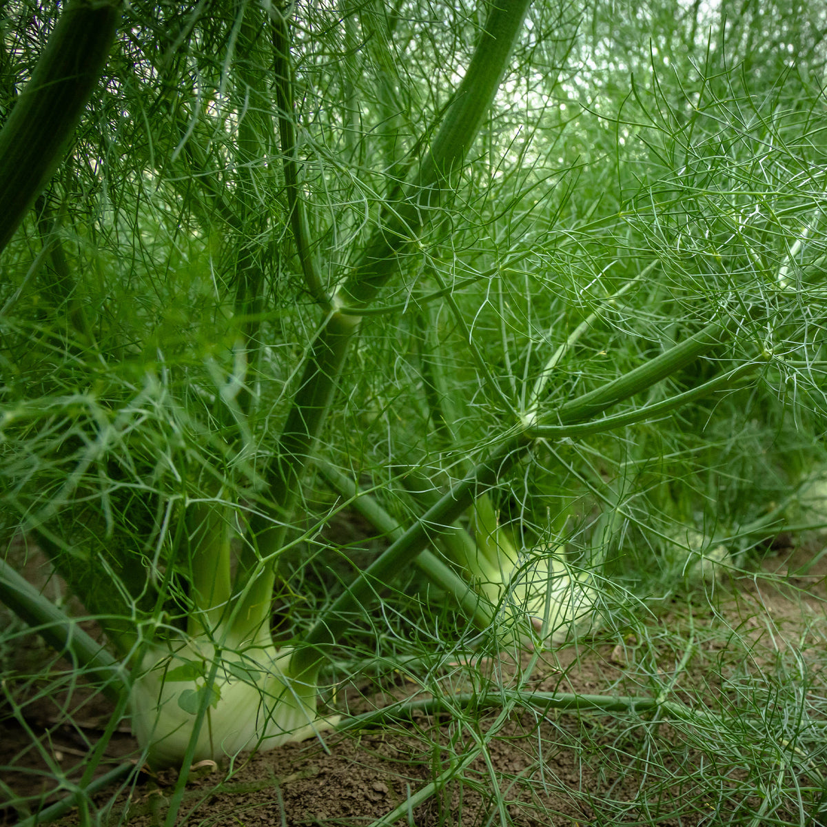 Gewöhnlicher Fenchel - Bakker