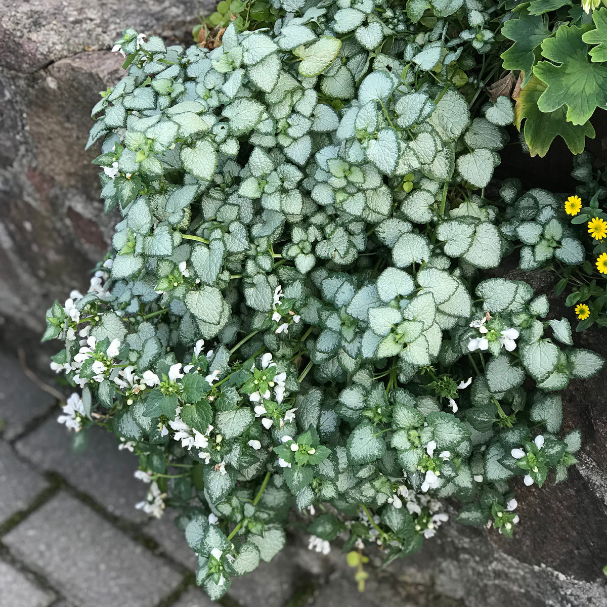 Lamium maculatum white nancy - Gefleckte Taubnessel ‘White Nancy’ - Lammblatt