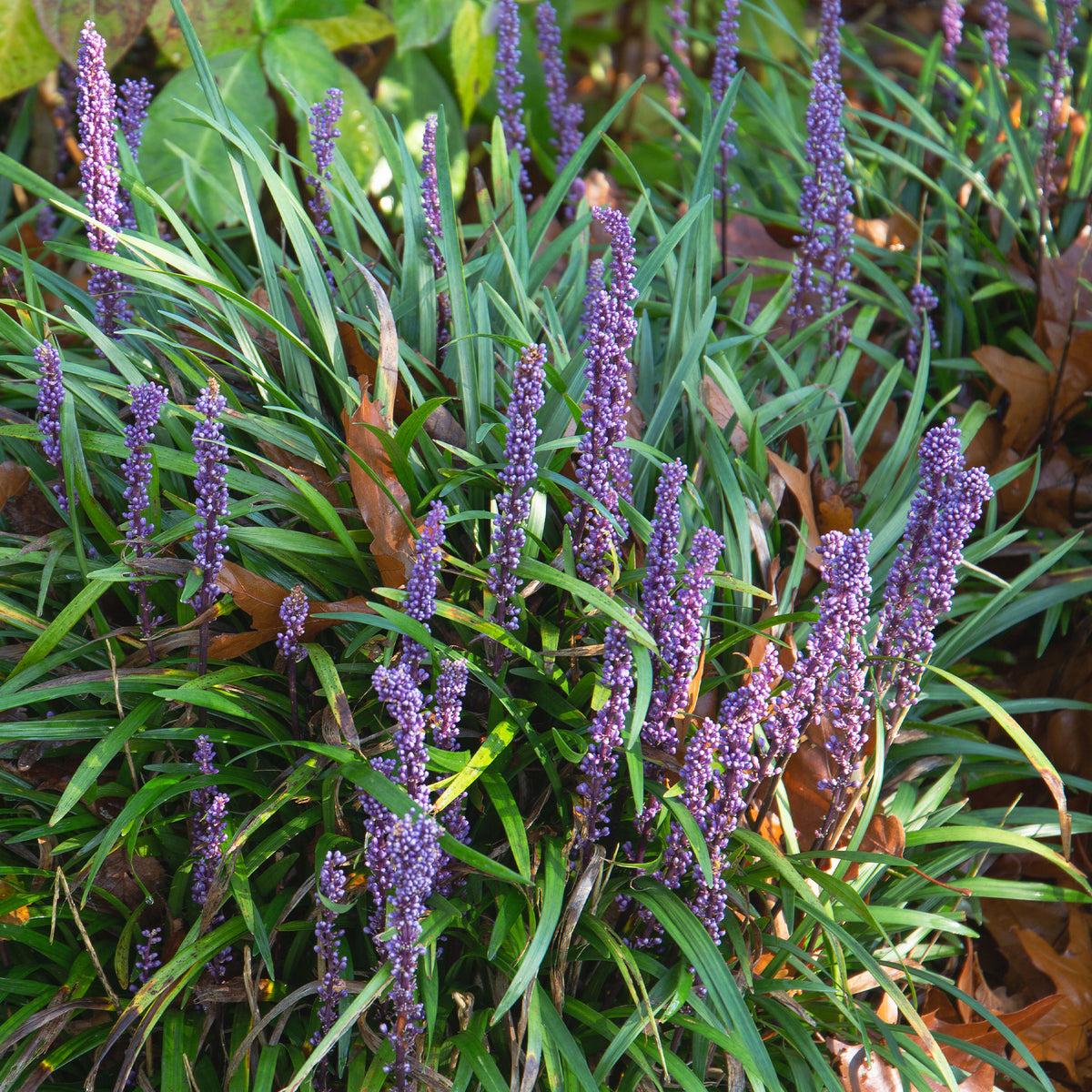 Immergrüne Lilientraube Evergreen Giant - Bakker