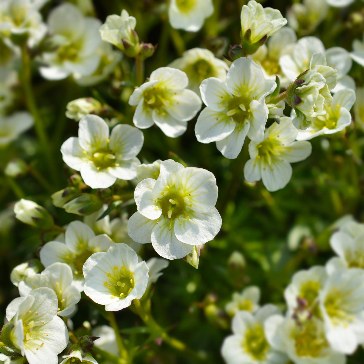 Saxifraga arendsii White Pixie - Moos-Steinbreche 'Pixie White' - Saxifraga