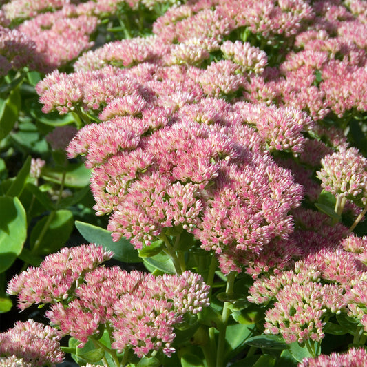 Hohes-Fettblatt 'Herbstfreude' - Bakker