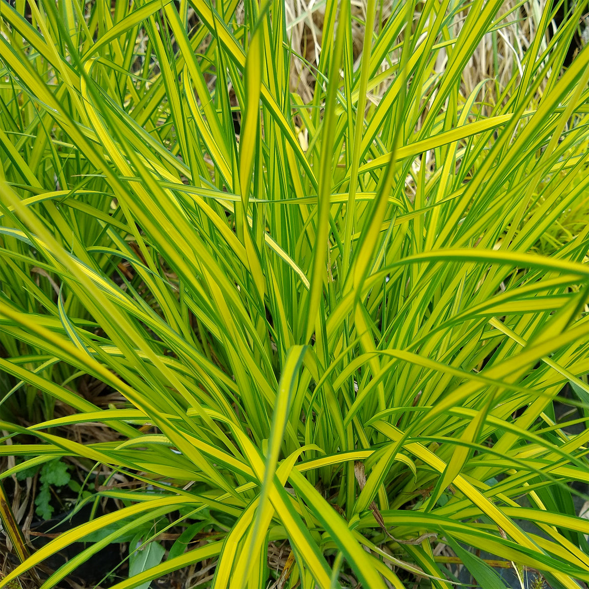 Segge ‘Aurea’ - Carex elata aurea - Bakker