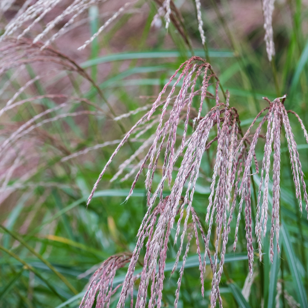 Chinaschilf Flamingo - Miscanthus sinensis flamingo - Bakker