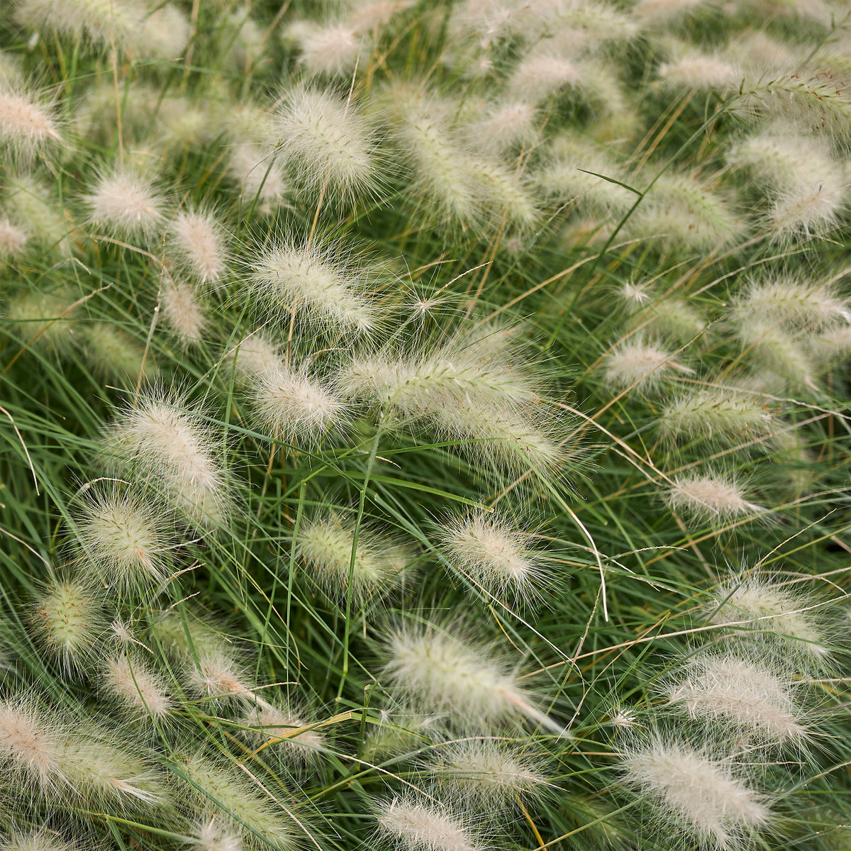 Lampenputzergras - Pennisetum villosum - Bakker