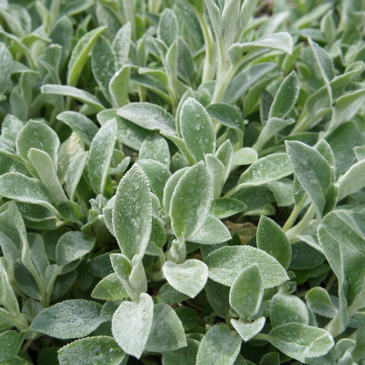 Byzantinischer Wollziest - Stachys byzantina - Bakker
