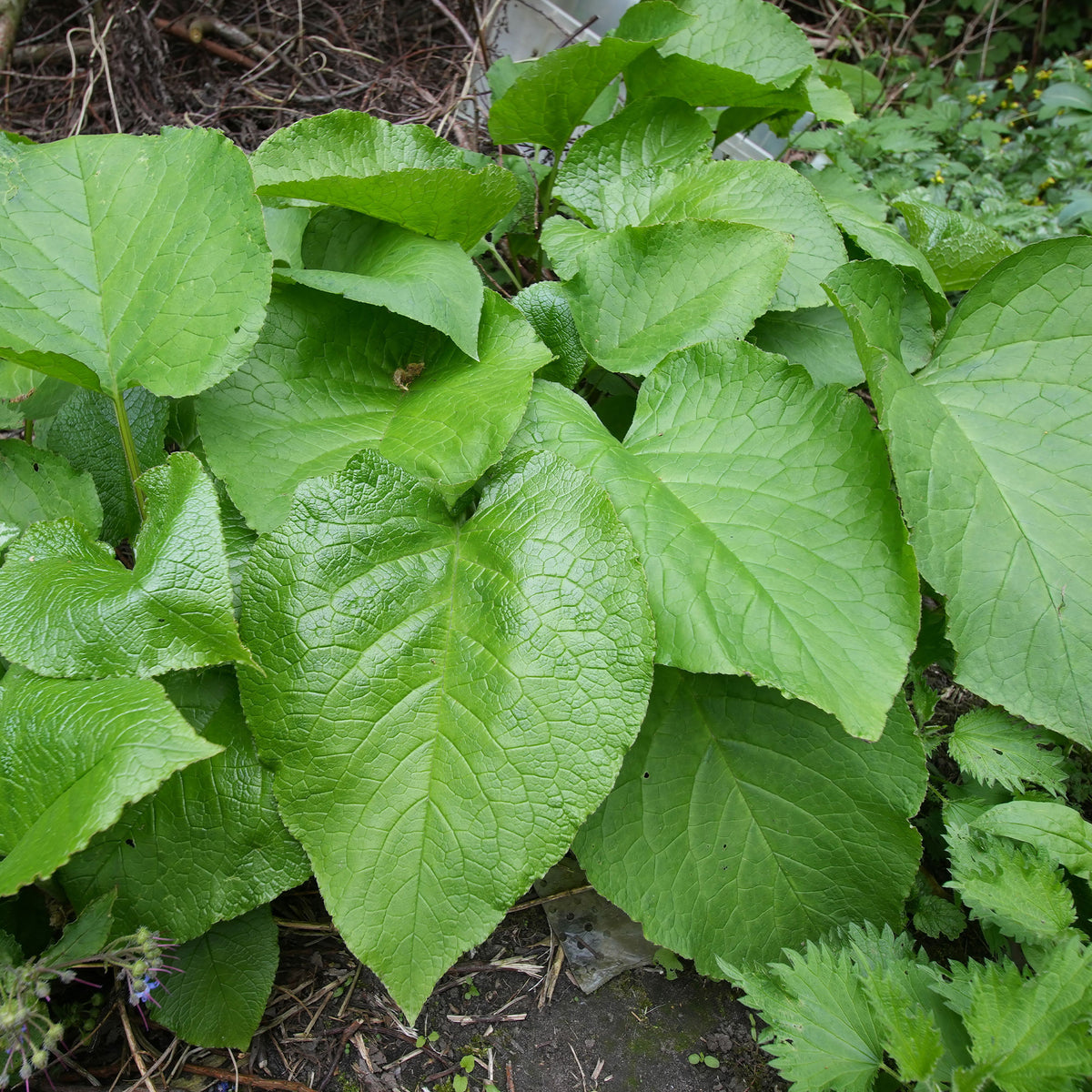 Orientalischer Rauling - Trachystemon orientalis - Bakker