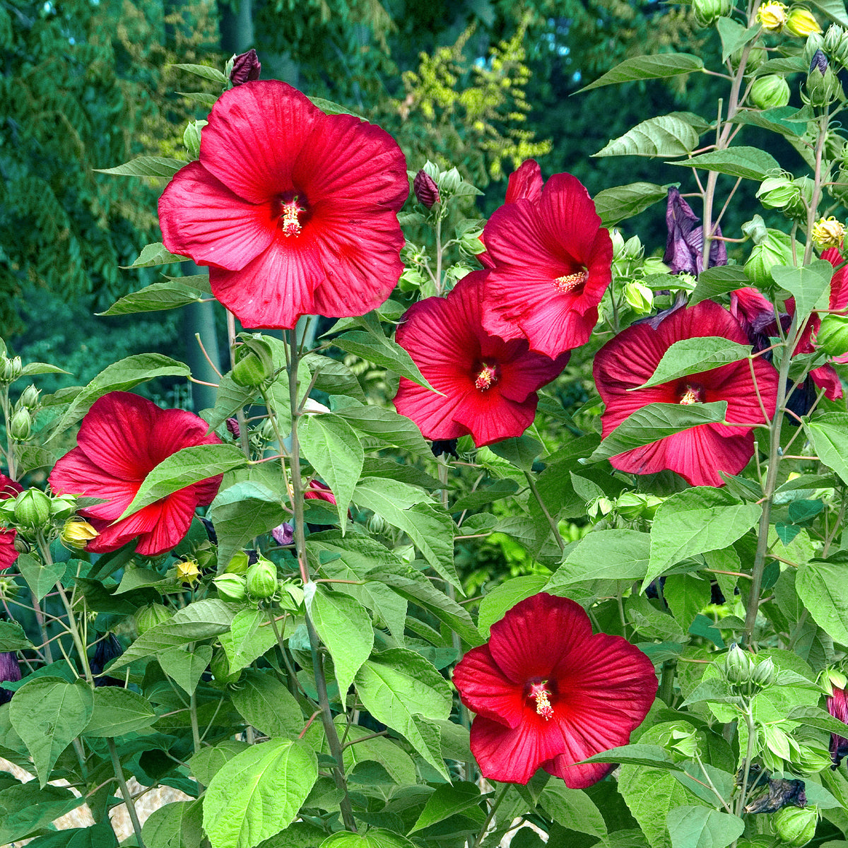 Roseneibisch Luna Red - Bakker