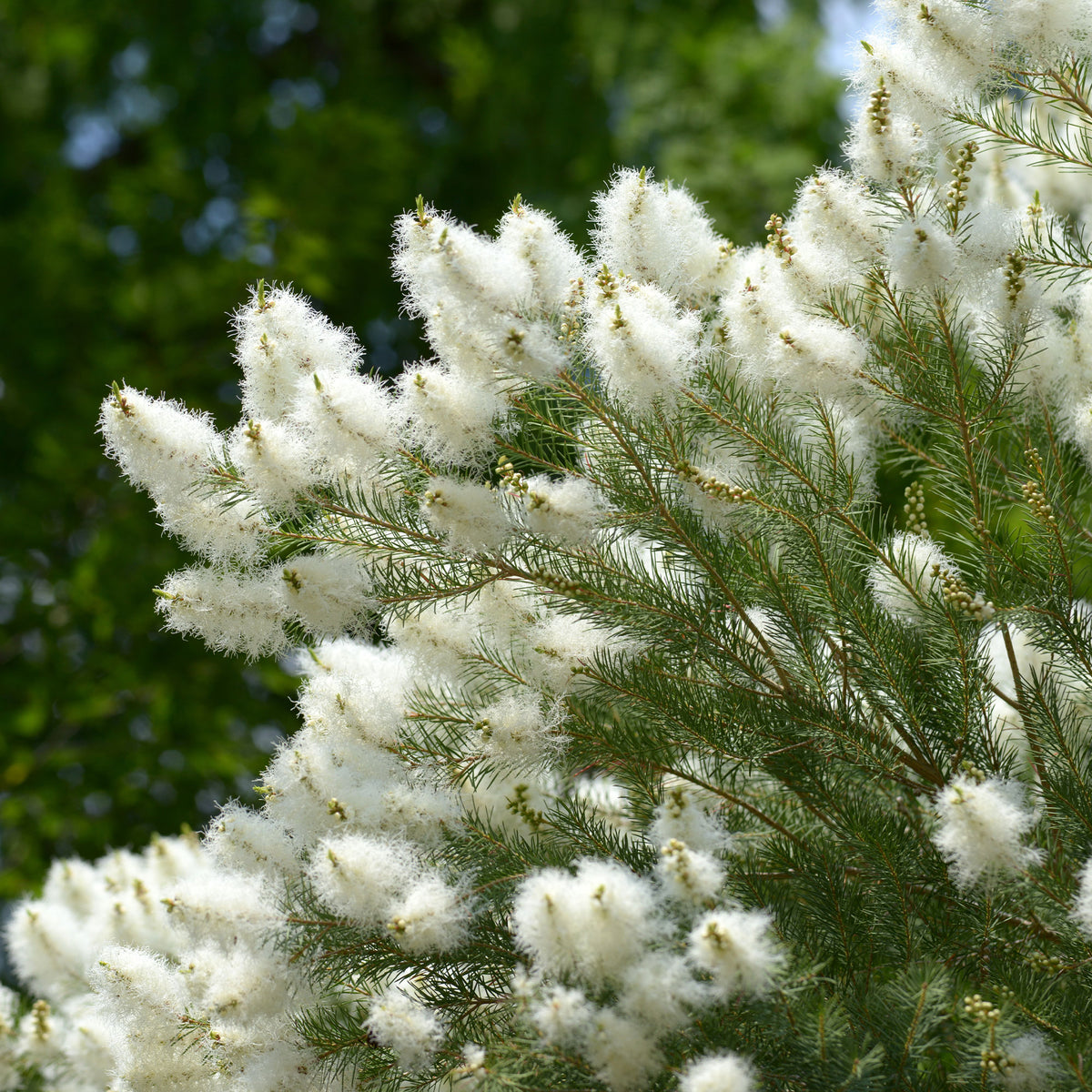 Australischer Teebaum - Bakker