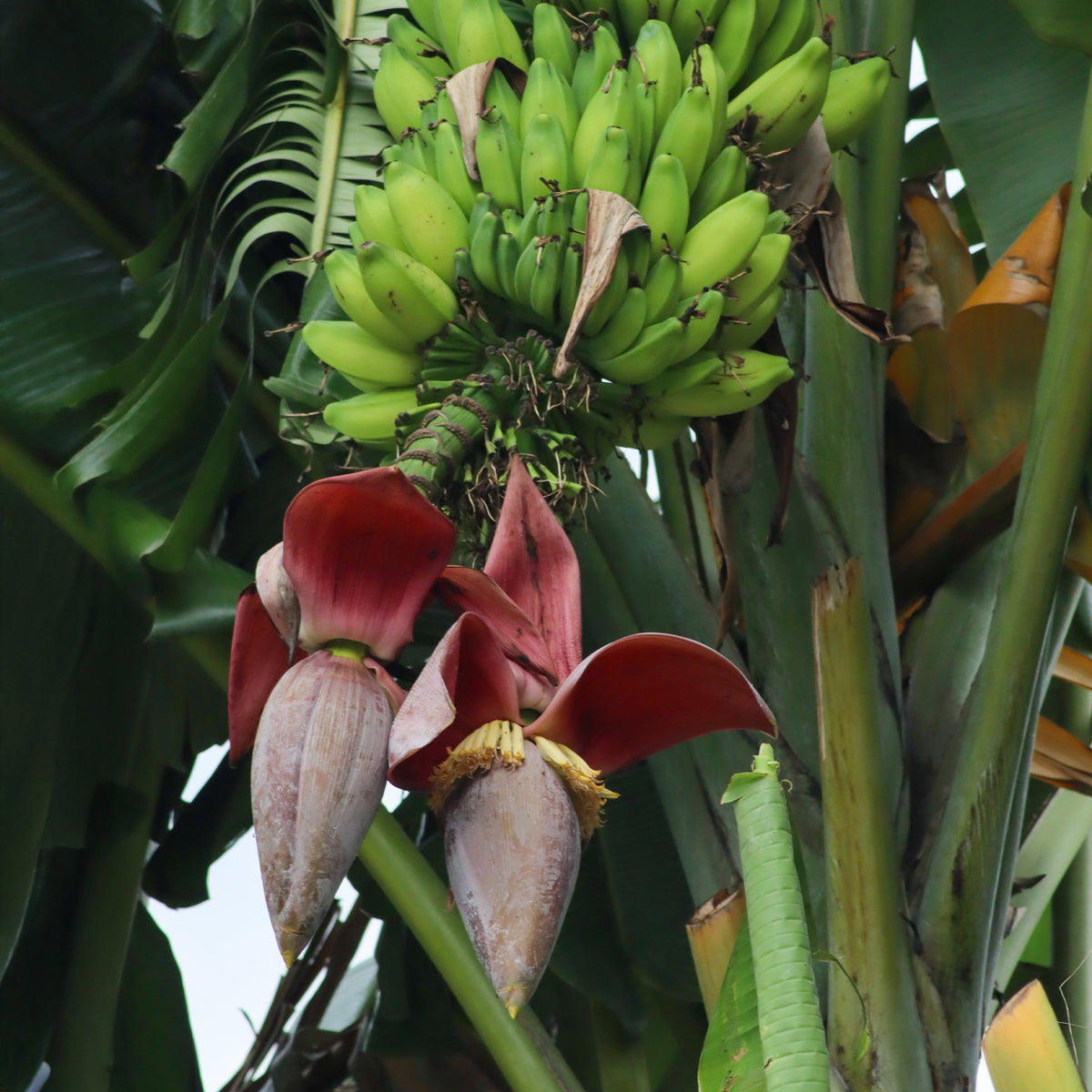 Bananenbaum - Japanische Bananenpflanze Ever Red - Musa sikkimmensis Ever Red