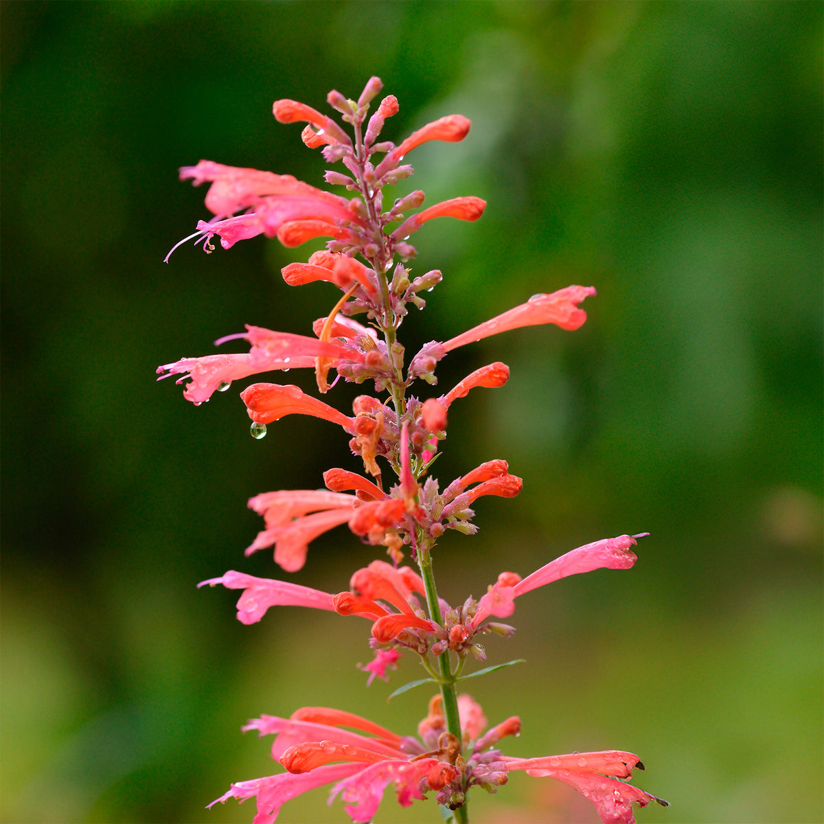 Duftnessel Kudos Coral - Agastache Kudos Coral - Bakker