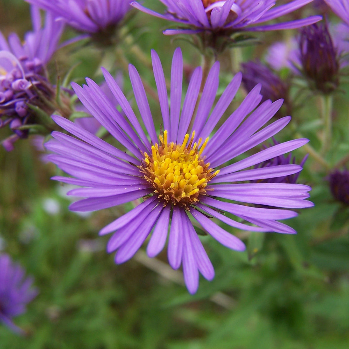 Kissen-Aster 'Augenweide' - Bakker