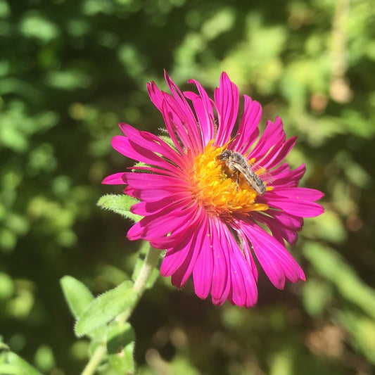 Raublatt-Aster ‘Septemberrubin’ - Bakker