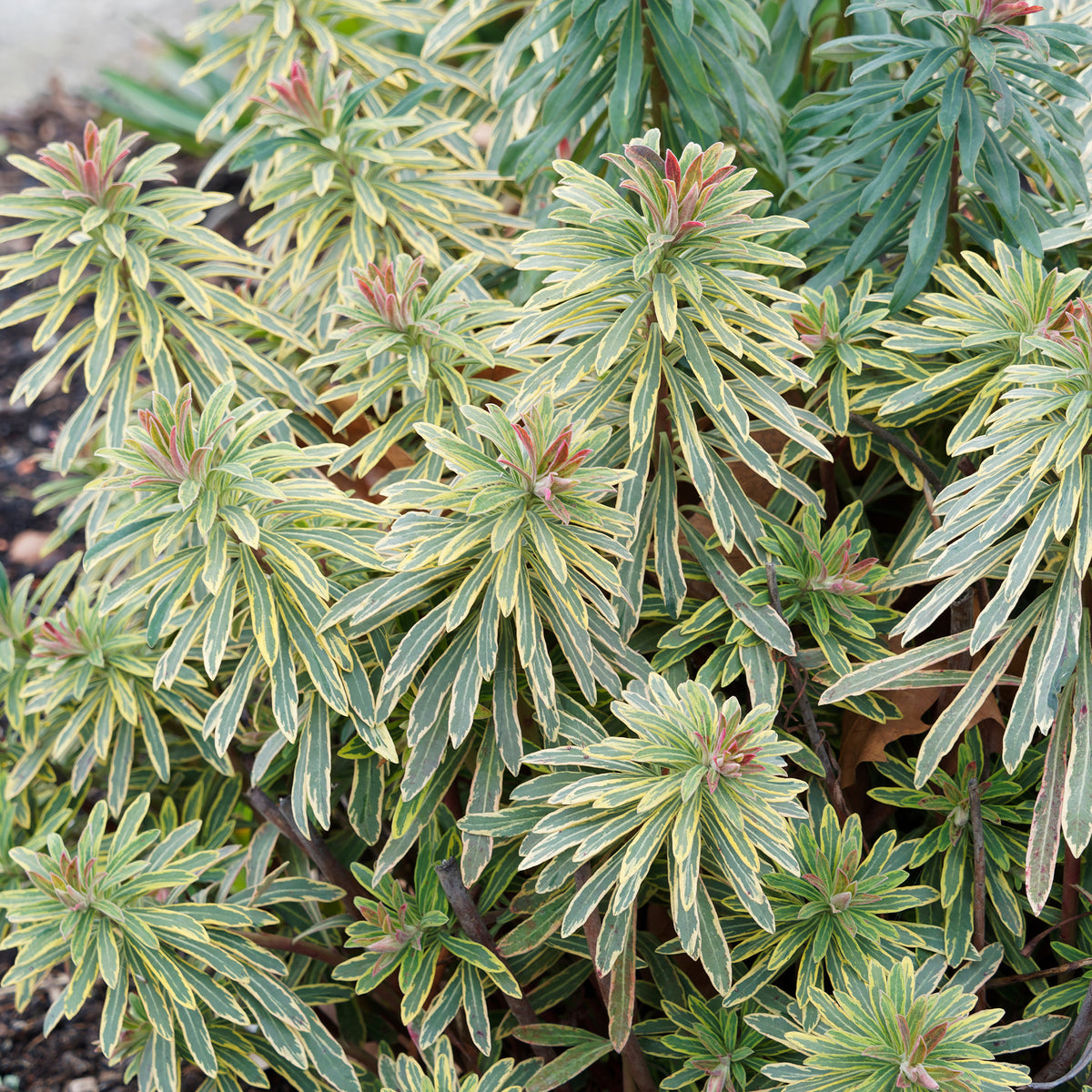 Wolfsmilch - Garten-Wolfsmilch 'Ascot Rainbow' - Euphorbia ascot rainbow