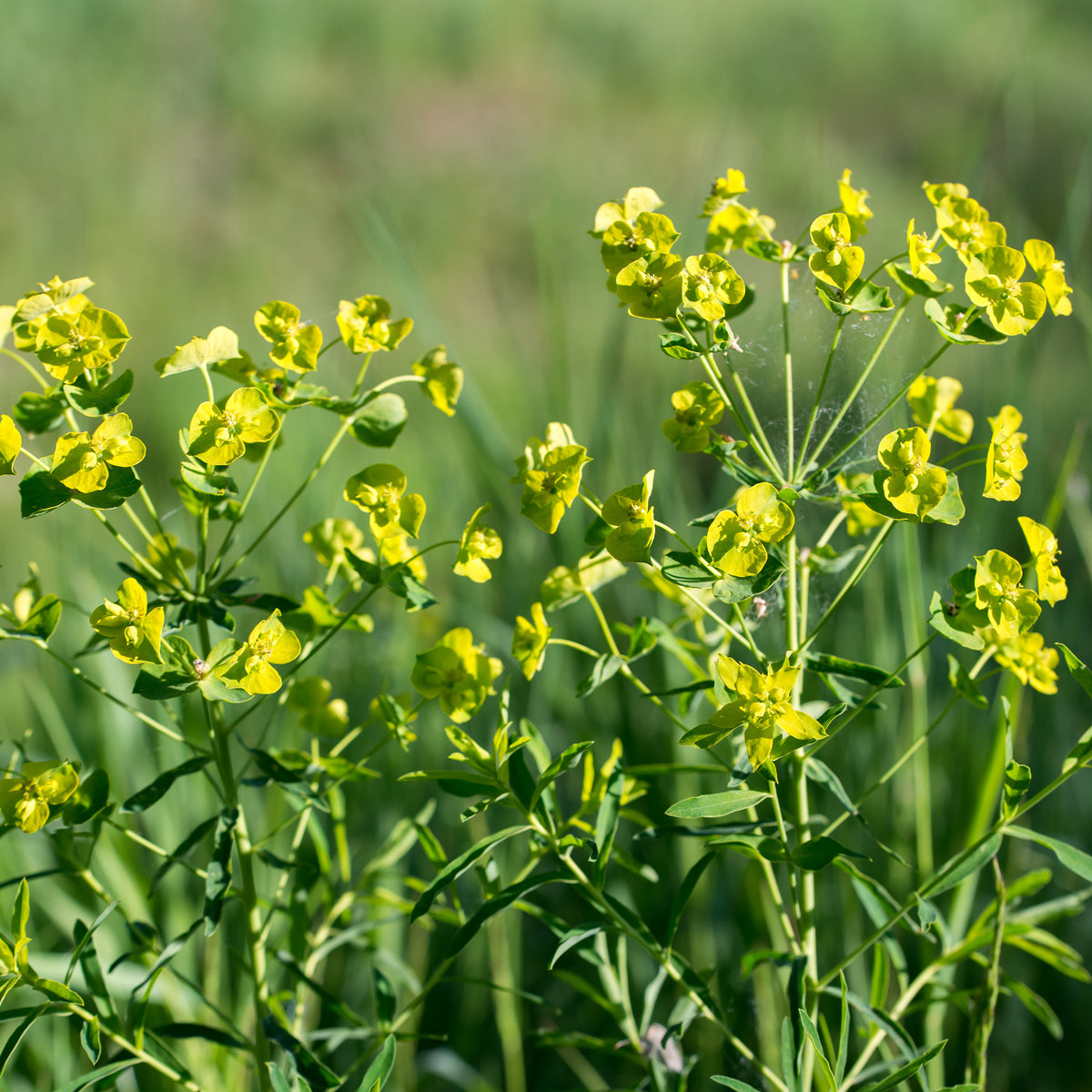 Euphorbia waldsteinii betten - Ruten-Wolfsmilch Betten - Wolfsmilch