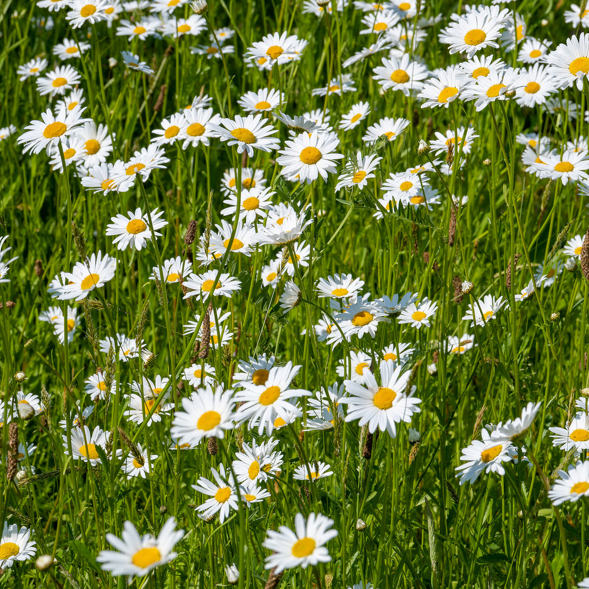 Leucanthemum vulgare - Wiesen-Margerite - Leucanthemum - Margerite