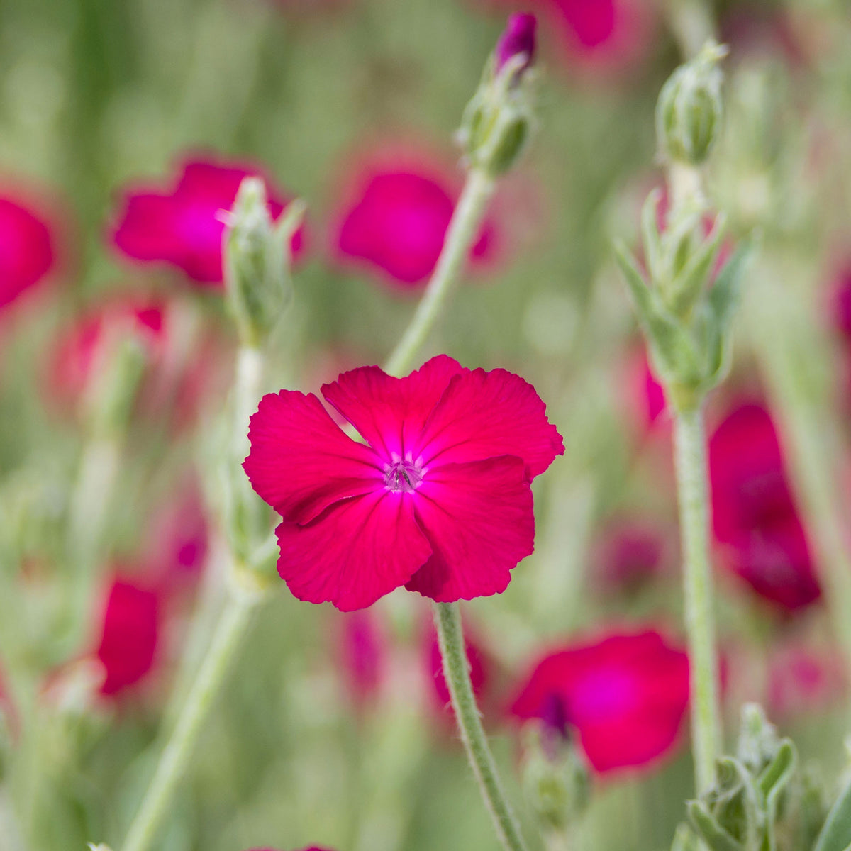Vexiernelke 'Atrosanguinea' - Bakker