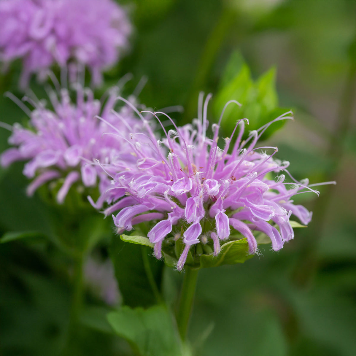 Monarde - Minzblatt-Bergamotte - Monarda fistulosa ssp menthifolia