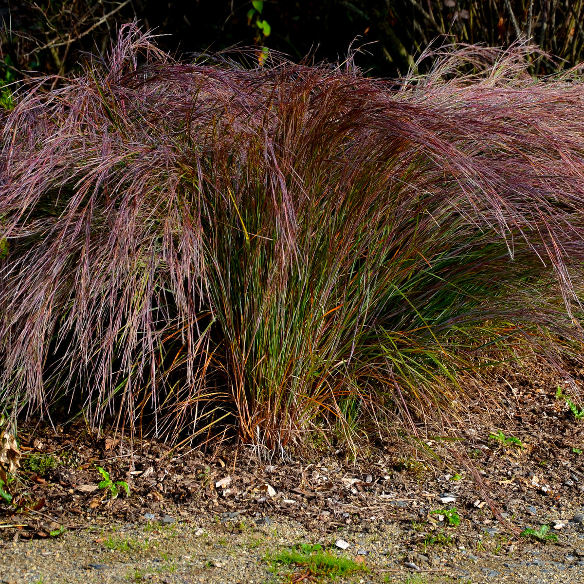 Präriegras Standing Ovation - Schizachyrium scoparium Standing Ovation - Bakker