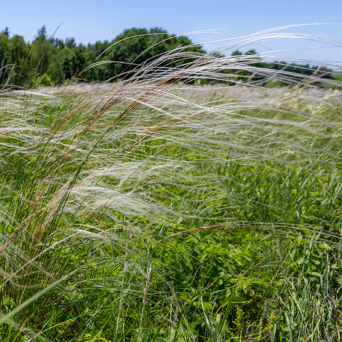 Stipa - Pracht-Federgras - Stipa pulcherrima