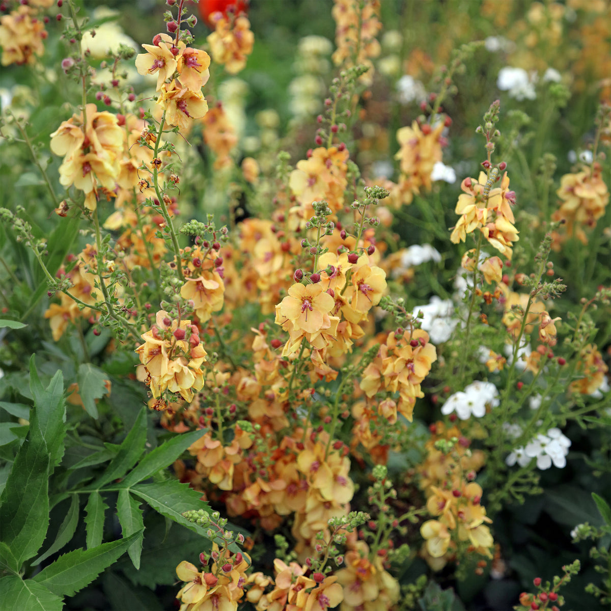 Königskerze Honey Dijon