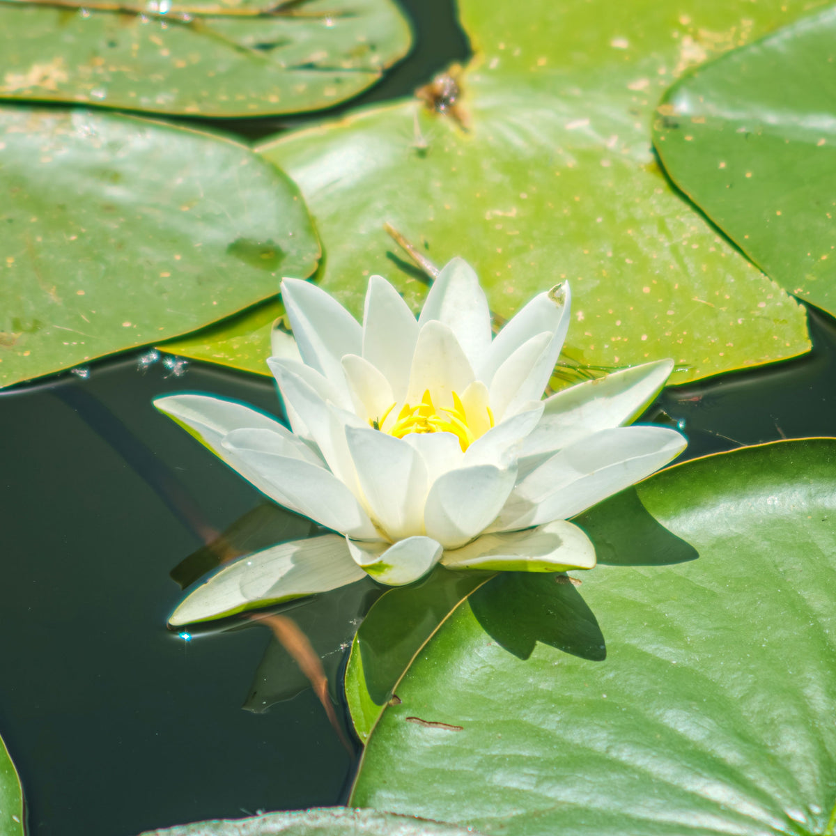 Seerose Gladstoniana - Nymphaea gladstoniana - Bakker
