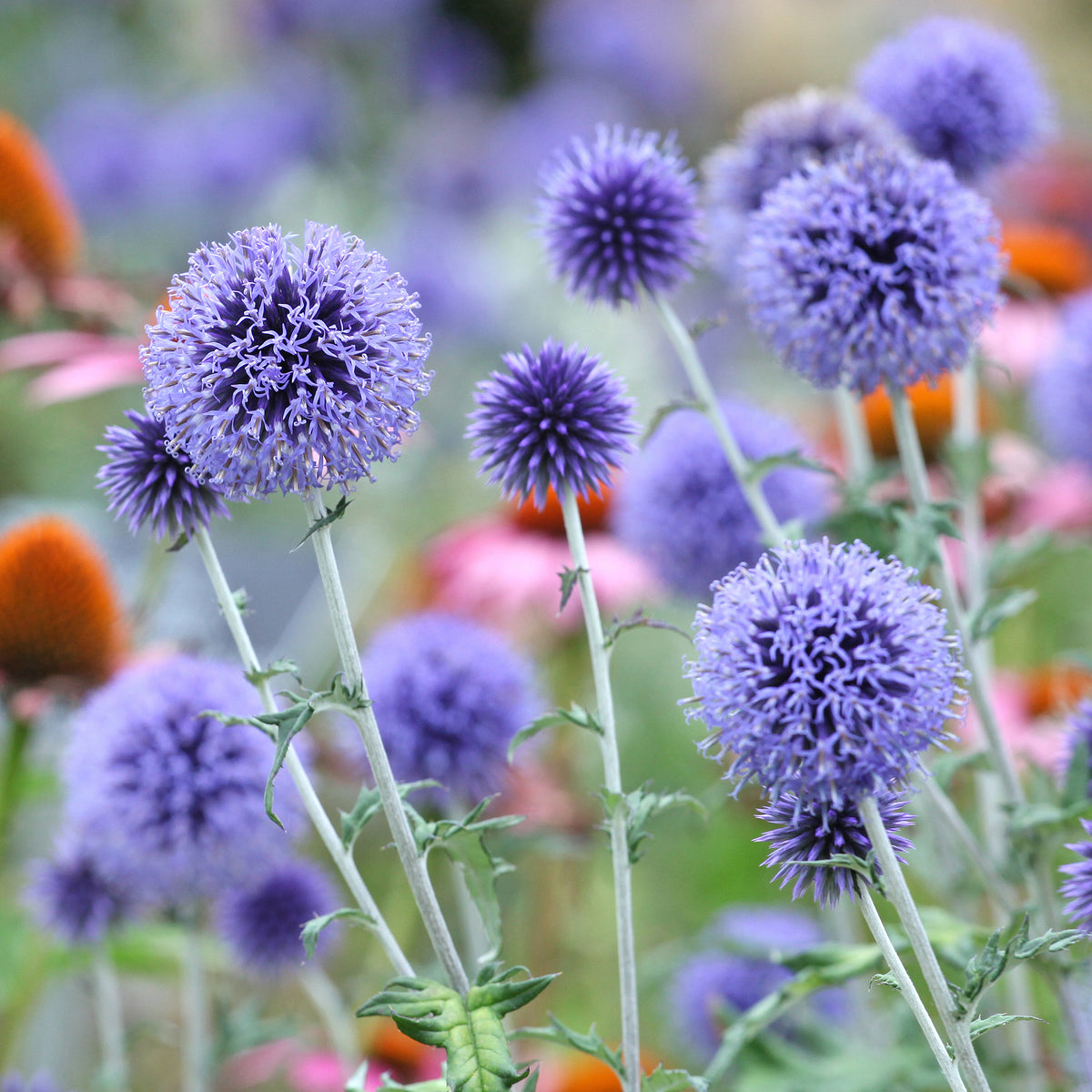 Echinops ritro Veitch's Blue - Kugeldistel ‘Veitch’s Blue’ - Stauden