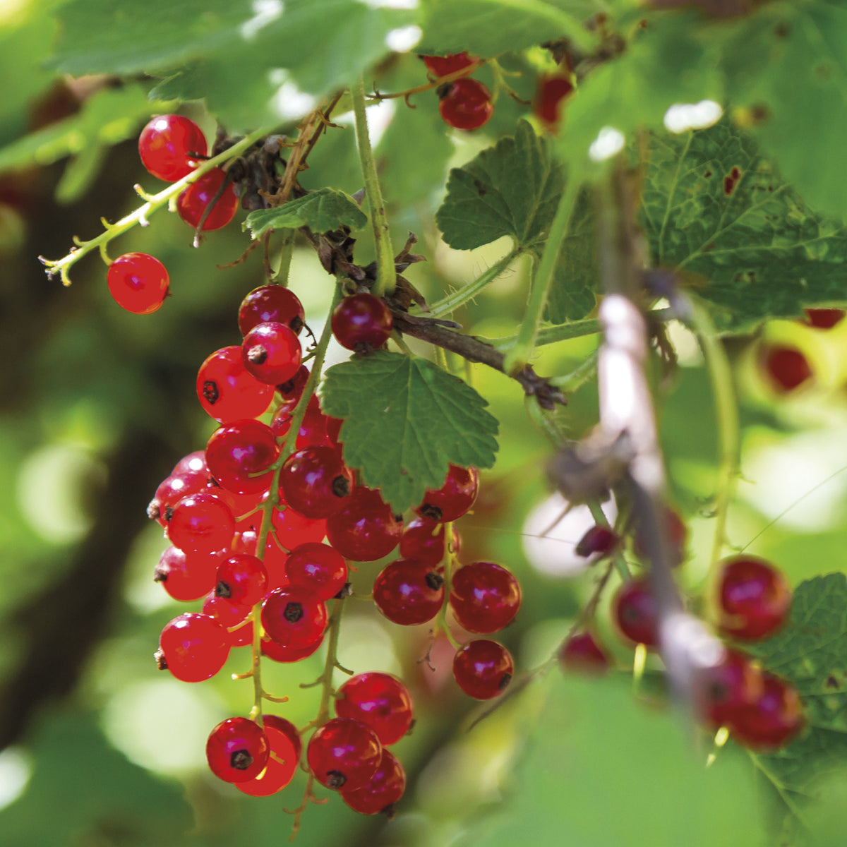 Johannisbeere Rovada - Ribes rubrum rovada - Bakker